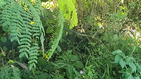 Various types of green leaf shapes in Indonesia Stock Footage 332750505