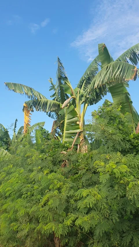 Various types of green leaf shapes in Indonesia 库存影片 332750581