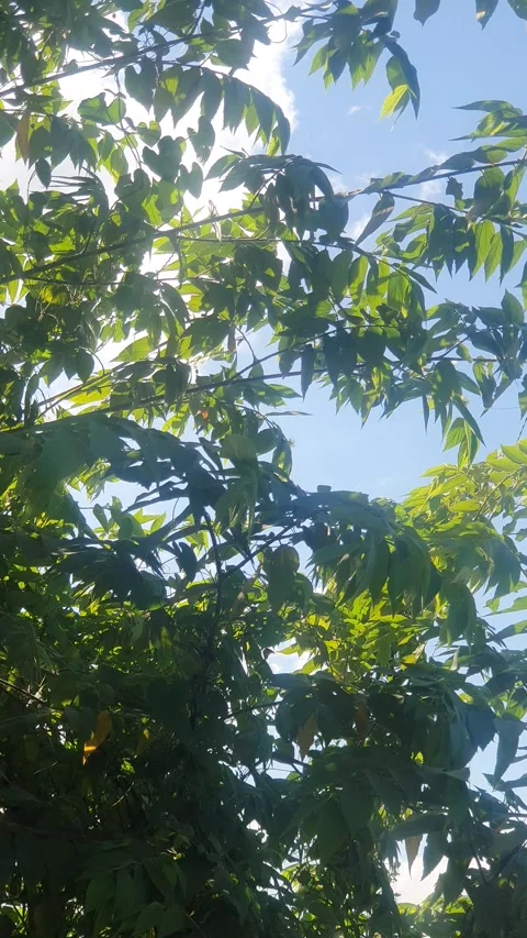 Various types of green leaf shapes in Indonesia 库存影片 332750586