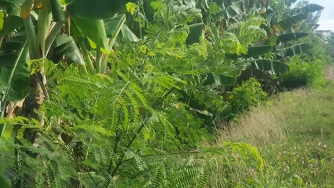 Various types of green leaf shapes in Indonesia 库存影片 332750737