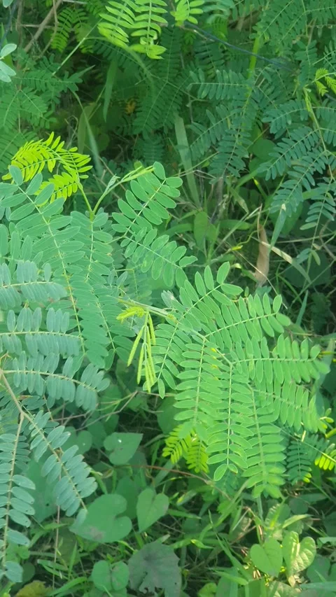Various types of green leaf shapes in Indonesia 库存影片 332751824