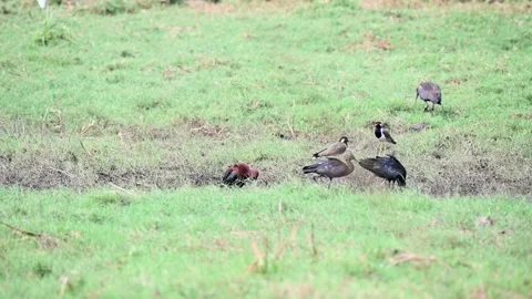 Various types of ibises and red-wattled lapwings in Tadoba national park Stock Footage 274208020
