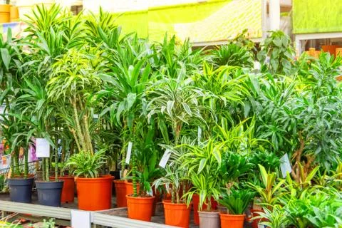 Various types of indoor decorative deciduous plants dracaena and cordilin on  Foto stock