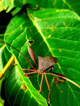 Various types of insects photographed using the Google Camera macro lens #27 Foto stock
