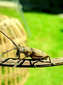 Various types of insects photographed using the Google Camera macro lens #26 Stock Photos