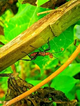 Various types of insects photographed using the Google Camera macro lens #24 Foto stock