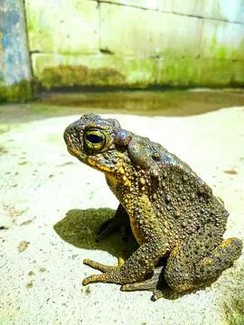 Various types of insects photographed using the Google Camera macro lens #23 Stock Photos