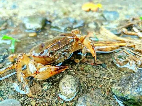 Various types of insects photographed using the Google Camera macro lens #22 Stock Photos