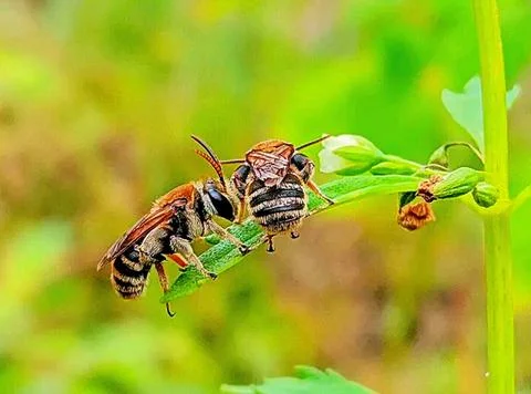 Various types of insects photographed using the Google Camera macro lens #21 Stock Photos