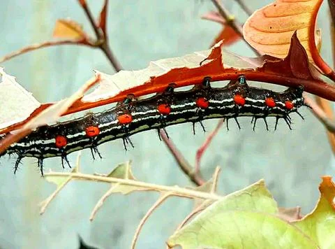 Various types of insects photographed using the Google Camera macro lens #20 Foto stock