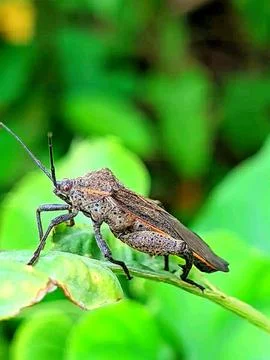 Various types of insects photographed using the Google Camera macro lens #19 Stock Photos