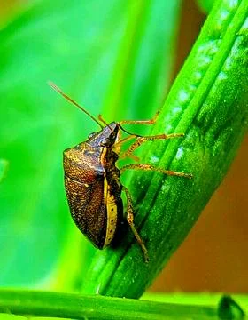 Various types of insects photographed using the Google Camera macro lens #18 Stock Photos