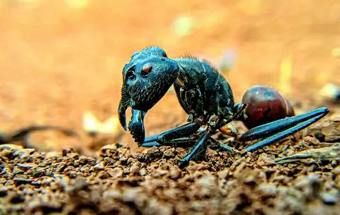 Various types of insects photographed using the Google Camera macro lens #17 Stock Photos