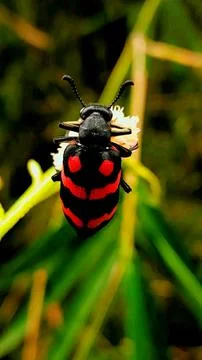 Various types of insects photographed using the Google Camera macro lens #15 Stock Photos
