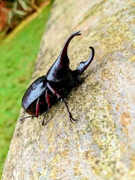 Various types of insects photographed using the Google Camera macro lens #14 Stock Photos