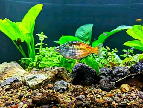 Various types of insects photographed using the Google Camera macro lens #13 Stock Photos