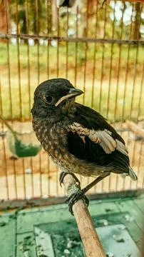 Various types of insects photographed using the Google Camera macro lens #12 Stock Photos