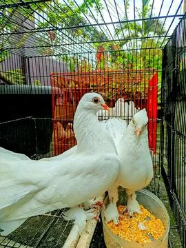 Various types of insects photographed using the Google Camera macro lens #11 Stock Photos