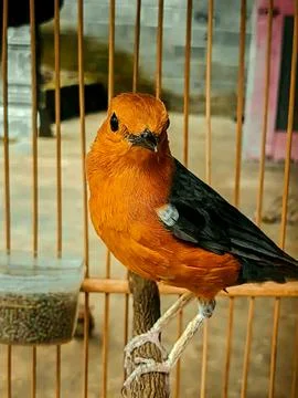 Various types of insects photographed using the Google Camera macro lens #10 Foto stock