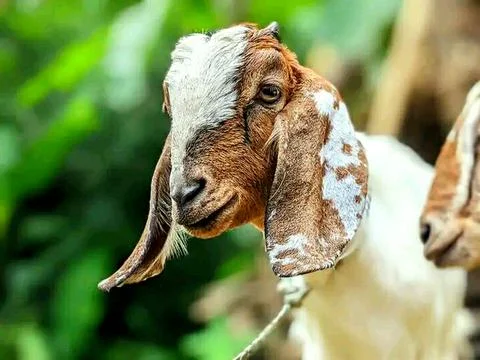 Various types of insects photographed using the Google Camera macro lens #9 Stock Photos