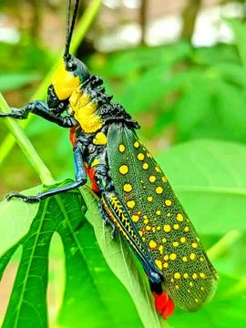 Various types of insects photographed using the Google Camera macro lens #8 Stock Photos