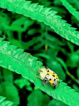 Various types of insects photographed using the Google Camera macro lens #7 Foto stock