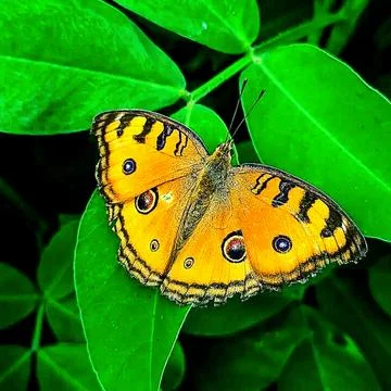 Various types of insects photographed using the Google Camera macro lens #5 Stock Photos