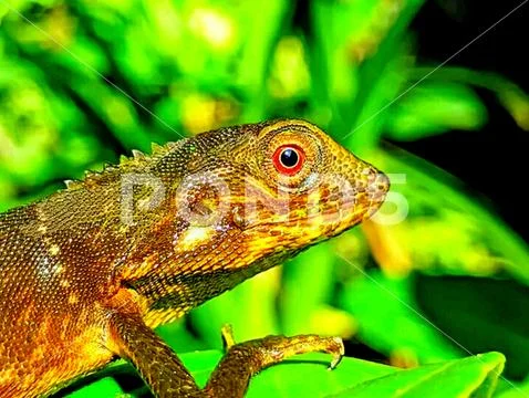 Various types of insects photographed using the Google Camera macro ...