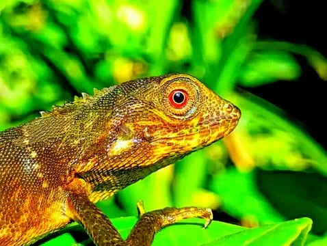Various types of insects photographed using the Google Camera macro lens #4 Stock Photos