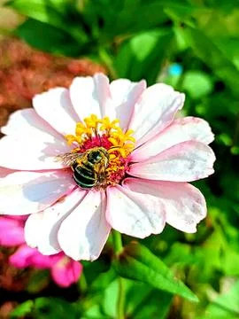 Various types of insects photographed using the Google Camera macro lens #3 Stock Photos