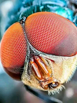Various types of insects photographed using the Google Camera macro lens #2 Stock Photos