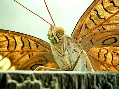 Various types of insects photographed using the Google Camera macro lens #1 Stock Photos