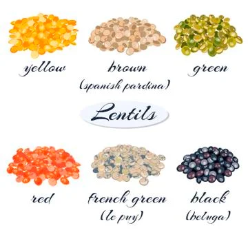 Various types of lentils. Yellow, brown, green, red, french green, black lentils Stock Illustration