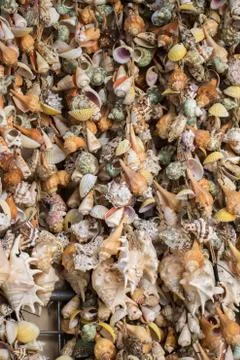 Various types of little seashells attached on a  net Stock Photos