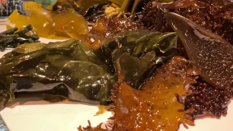 Various types of marine algae and some tongue weed marine algae glistening Stock Footage 220051961