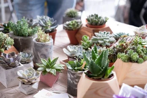 Various types of mini cactus,zebra plant ,echeveria succulent on the market 스톡 사진