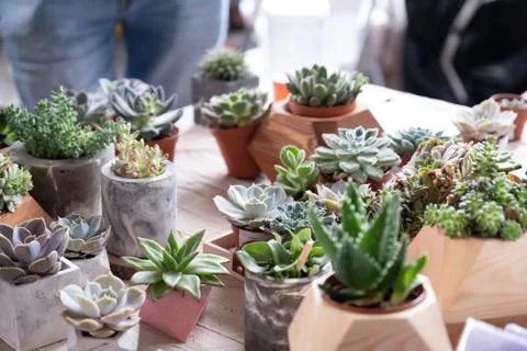 Various types of mini cactus,zebra plant ,echeveria succulent on the market Fotos Stock