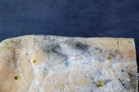 Various types of mold on a loaf of bread. A loaf of bread lies on a dark surf 스톡 사진