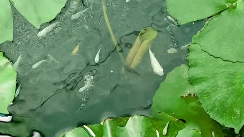 Various types of Molly fish swim in the lotus pond. 動画素材 158468818