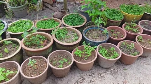 A various types of newly planted flower plants in flower pots Stock Footage 320477365