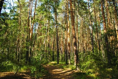 Various types of pine trunks in the green thicket of a coniferous forest Stock-Fotos