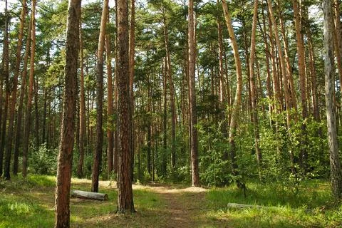 Various types of pine trunks in the green thicket of a coniferous forest Stock Photos