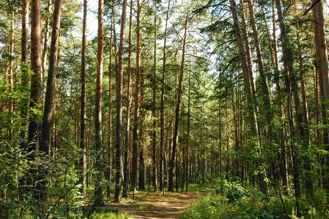 Various types of pine trunks in the green thicket of a coniferous forest Stock Photos