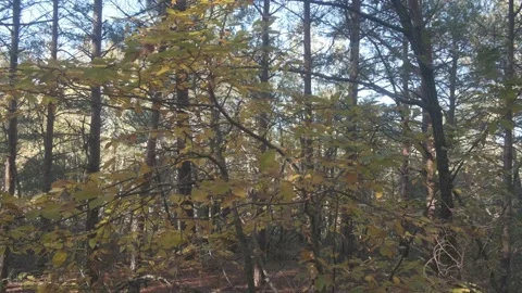 Various types of plants, weeds and wild pines in the middle of a forest on au Stock Footage 137386994