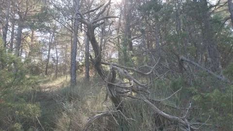 Various types of plants, weeds and wild pines in the middle of a forest in Sp Stock Footage 137387026