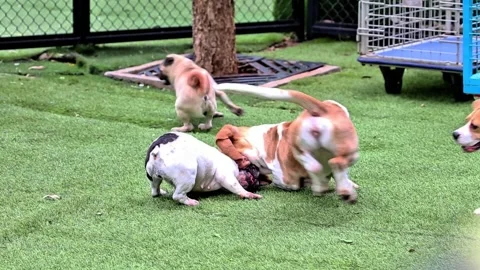 Various types of puppies playing and running around Stock Footage 300445415