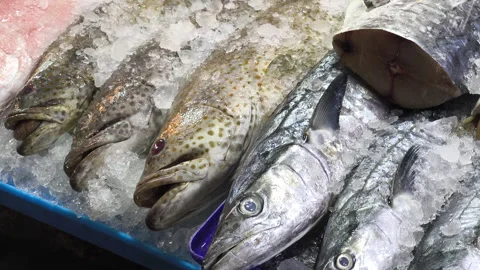 Various types of sea fish are placed in trays with ice for sale at a seafoo.. Video stock 307513861