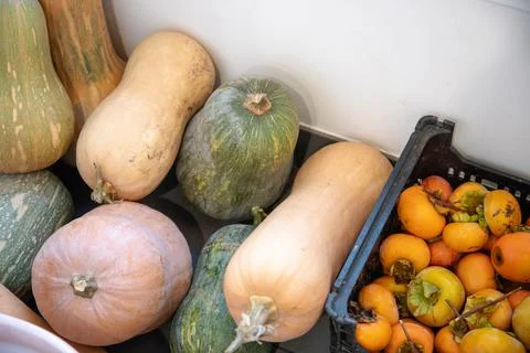 Various types of squash, including butternut and green pumpkin Stock Photos