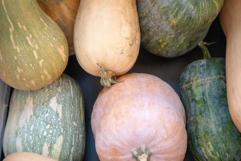 Various types of squash, including butternut and green pumpkin Stock Photos