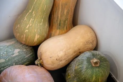 Various types of squash, including butternut and green pumpkin Stock Photos
